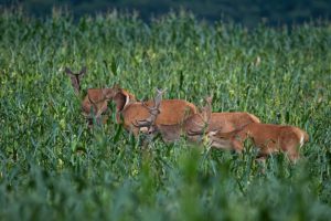 Summer Food Plots For Deer