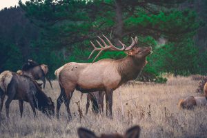 Montana Elk Hunting Outfitters