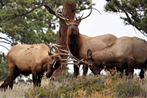 Elk Hunting In Texas